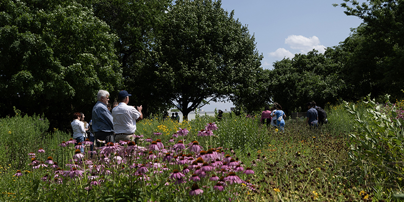 The pollinator garden on S&C Electric Company’s campus featuring a mix of prairie and woodland plants that bloom throughout the entire growing season.