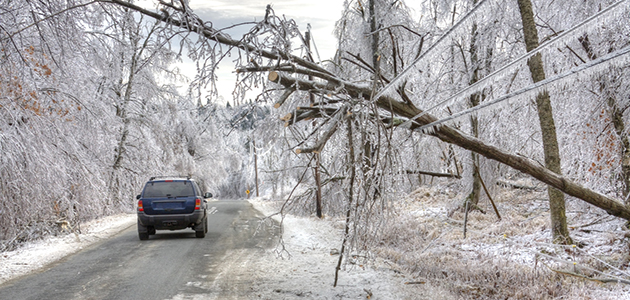 Car and down tree due to weather conditions